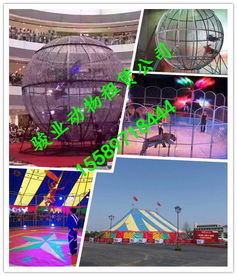 阿壩飛行動(dòng)物馬戲團(tuán)表演與冰雕展出的專(zhuān)業(yè)租賃指南