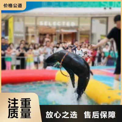 海洋主題動物表演 馴獸藝術的巔峰與馬戲團合作的共贏之路
